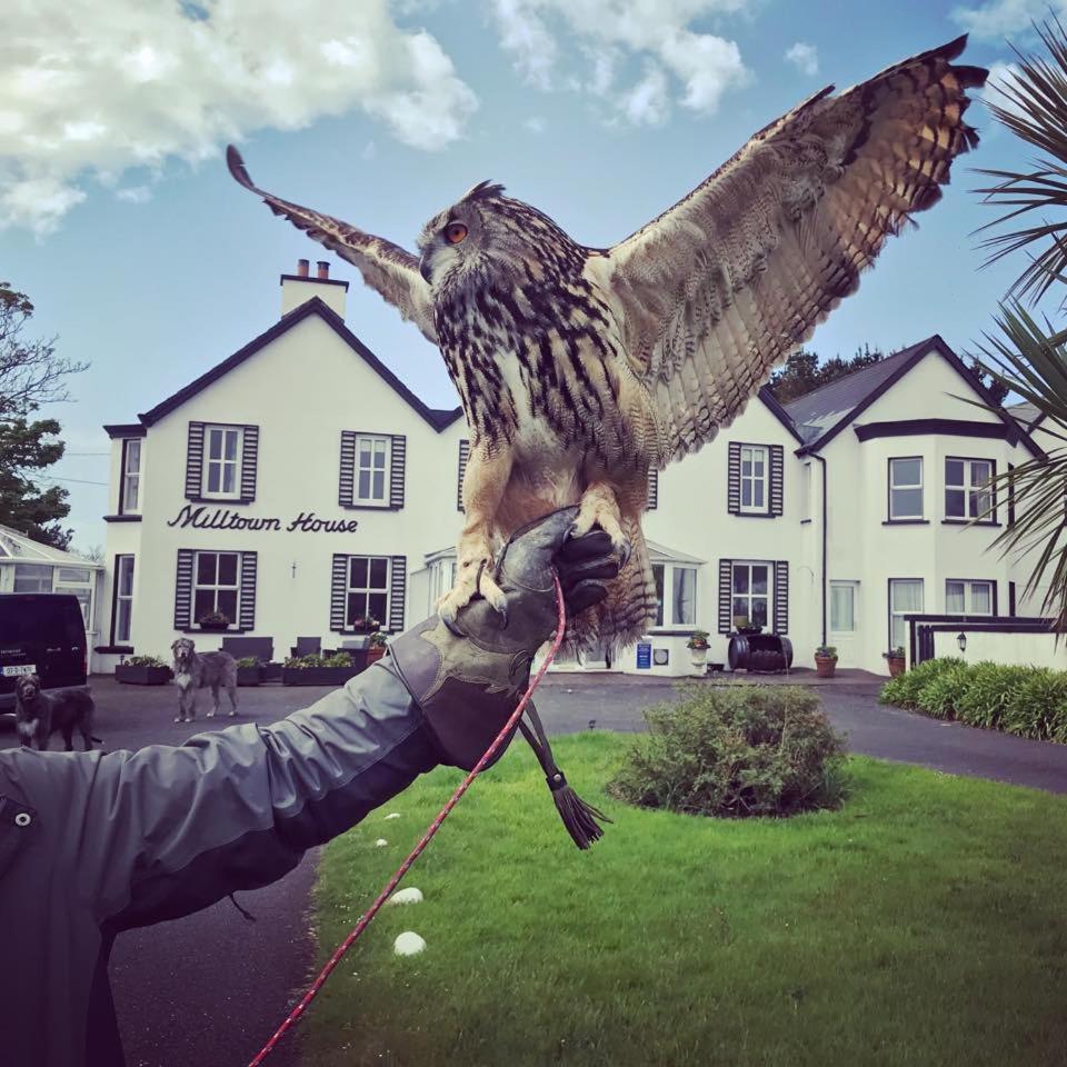 Hotel Milltown House Dingle Exteriér fotografie